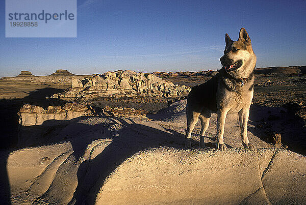Ein Hund schaut von einem Felsvorsprung in den Badlands von New Mexico aus.