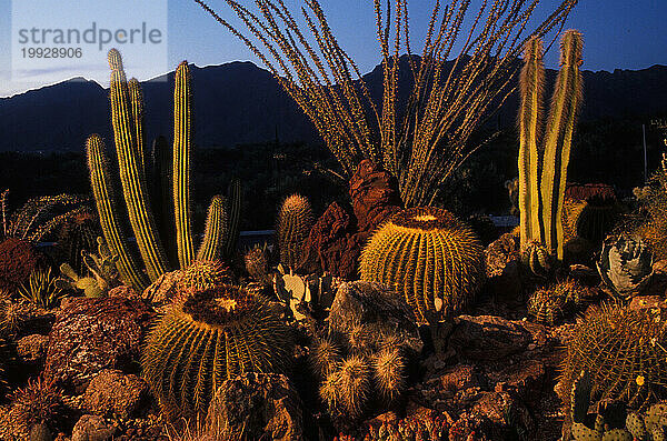 Tucson  Arizona