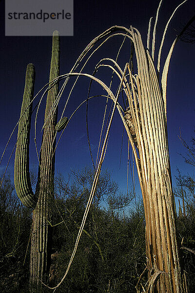 Saguaro-Nationalpark