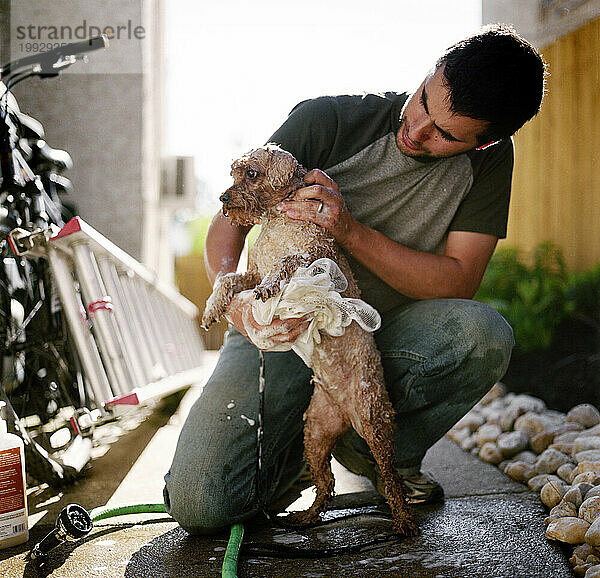 A young man gives his dog  a toy poodle  a bath in his backyard in Philadelphia  Pennsylvania.