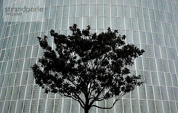 Vor einem modernen Gebäude ist die Silhouette eines Baumes zu erkennen.