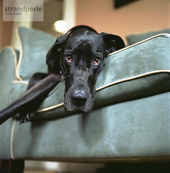Schwarzer Hund sitzt entspannt auf dem Sofa  die Pfoten ausgestreckt und die blutunterlaufenen Augen herabhängend.