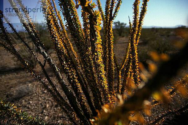 Arizona-Wüste