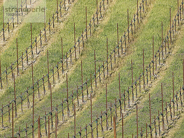 Weinreben im zeitigen Frühjahr in einem Weingut in der Nähe von Paso Robles  Kalifornien