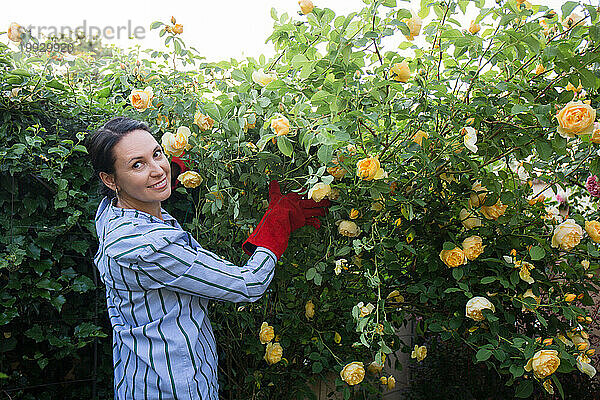 Eine Frau bindet große Rosenbüsche zusammen