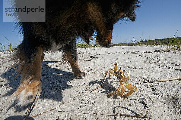 Ein kleiner Hund kämpft mit einer Krabbe auf Little Tybee  Tybee Island  GA.