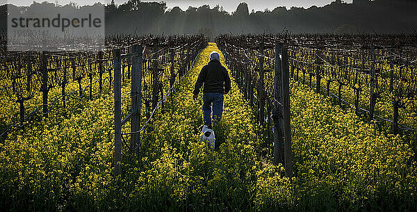 Ein Mann geht mit seinem Hund in einen mit Senf bedeckten Weinberg