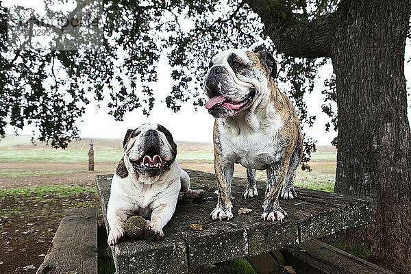 Zwei englische Bulldoggen lächeln