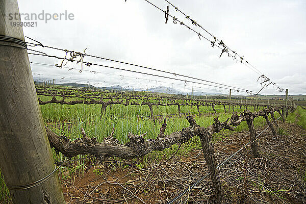 Weinberg im Weinanbaugebiet Stellenbosch  Südafrika