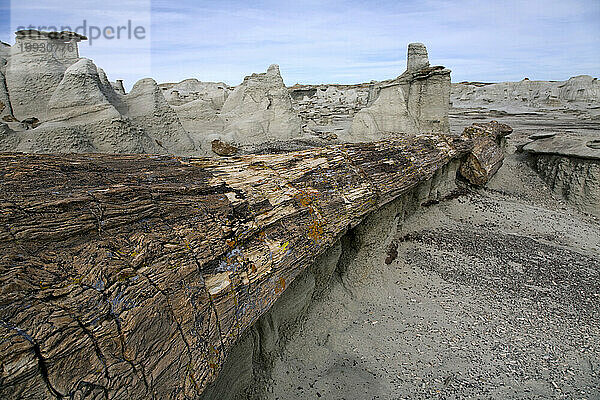 Versteinerter Baum in der Wildnis der Bisti Badlands im Nordwesten von New Mexico.