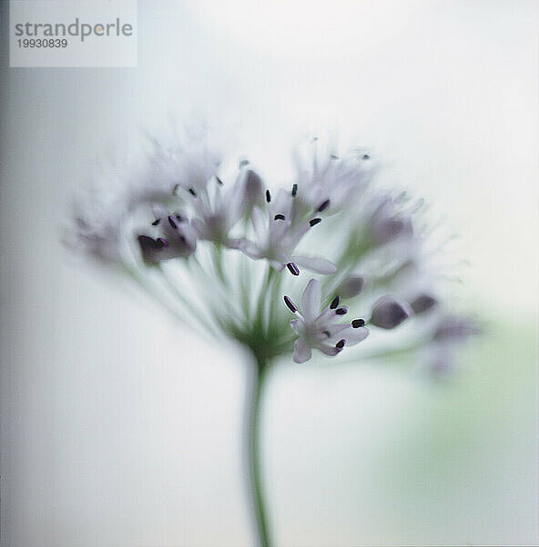 Nahaufnahme einer violetten Alliumblüte.