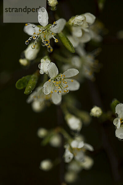 Weiße Blüten eines Obstbaums  bedeckt mit Wassertropfen. Rhöngebirge  Deutschland