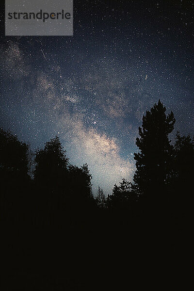 Milchstraßengalaxie mit einem dunklen Waldsilhouette-Vordergrund
