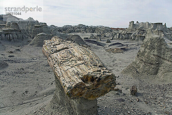 Petrified tree in the Bisti Badlands Wilderness in northwestern New Mexico.