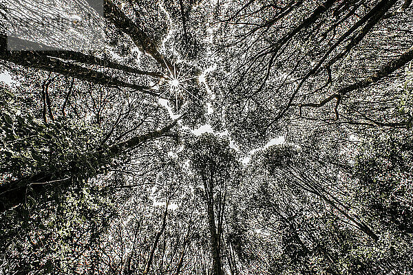 Der Himmel ist zwischen den Ästen der Bäume im Wald sichtbar