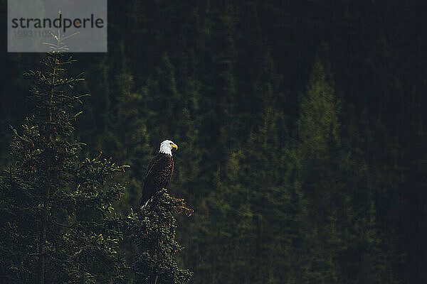 Ein Weißkopfseeadler sitzt auf einem Baum und blickt in die Berge.