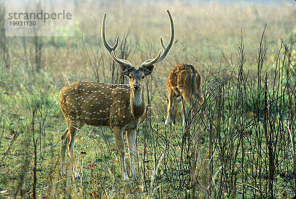 Kanha-Nationalpark  Indien