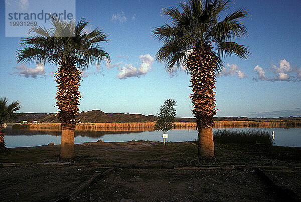 Arizona-Wüste