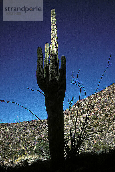 Arizona-Wüste