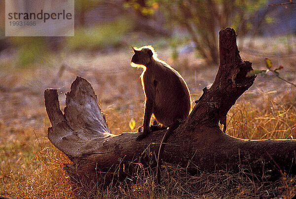 Kanha-Nationalpark  Indien