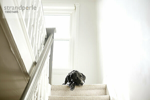 Ein Labrador-Retriever-Mischling entspannt sich am Kopf einer Treppe in Philadelphia  Pennsylvania.