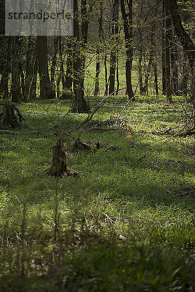 Waldboden und junge Bäume im Rhöngebirge  Deutschland.