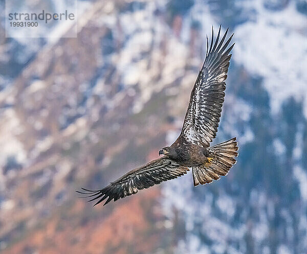 Junger Weißkopfseeadler im Flug.