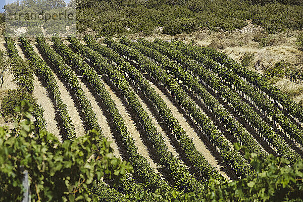 Erhöhte Ansicht der Weinberge in La Rioja  Pamplona  ??Spanien