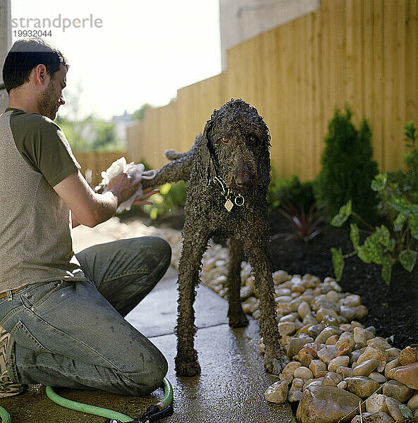 A young man gives his dog  a standard poodle  a bath in his back in Philadelphia  Pennsylvania