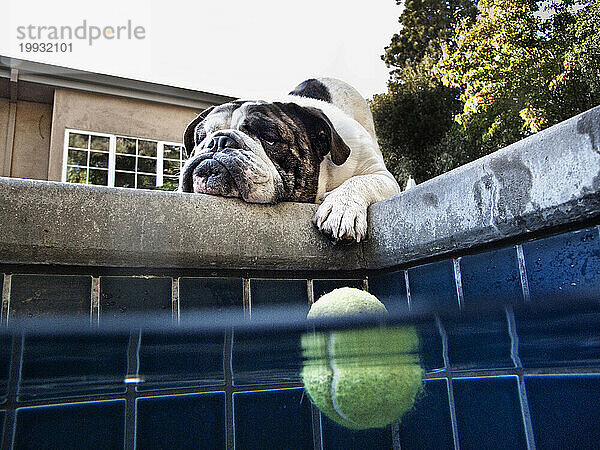 Eine englische Bulldogge blickt auf einen Tennisball