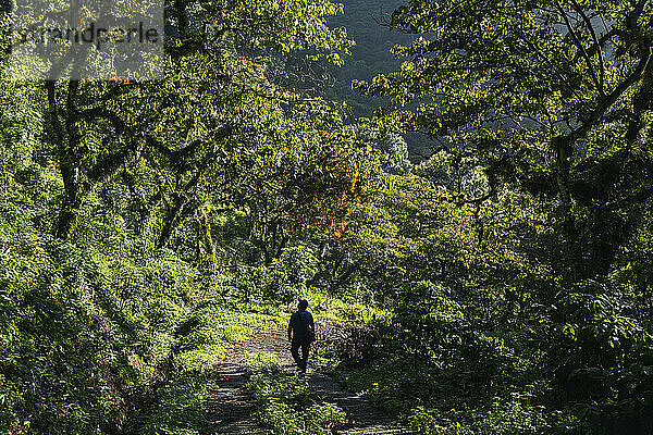 Ein Mann wandert auf einem Pfad in einem Regenwald mit dichter Vegetation