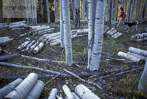 Colorado Rockies