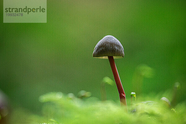 Ein Pilz  der in einem Wald wächst