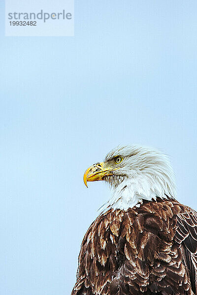 Ein Weißkopfseeadler blickt vor blauem Himmel nach vorne.