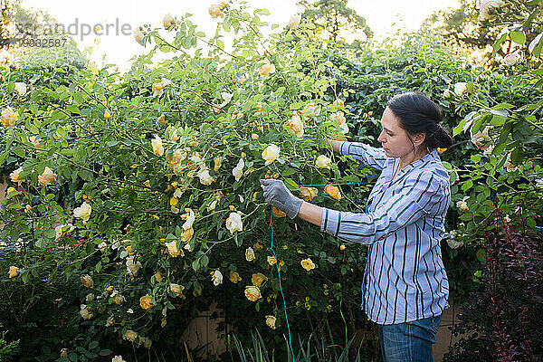 Eine Frau bindet große Rosenbüsche in ihrem Garten zusammen