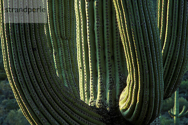 Saguaro-Nationalpark