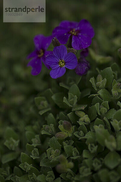 Kleine lila Blume vor kleinen grünen Blättern. Rhöngebirge  Deutschland