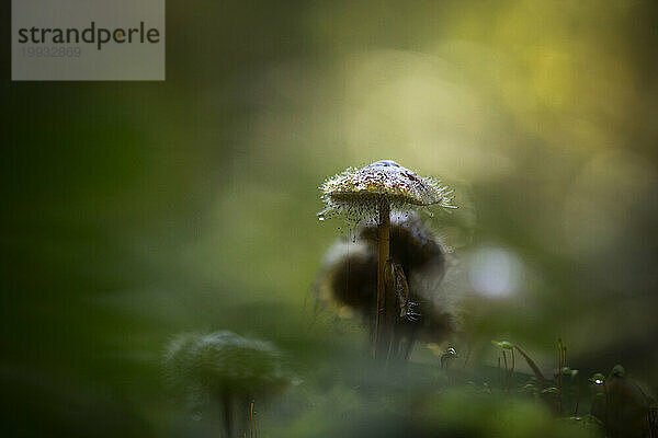 Ein Pilz  der in einem Wald wächst