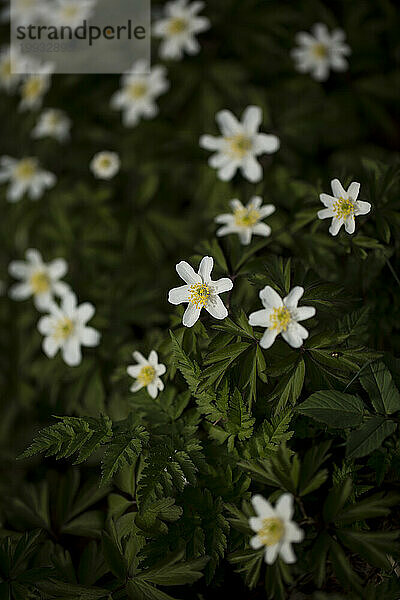 Kleine weiße Blumen in einem Wald. Rhöngebirge  Deutschland