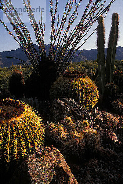 Tucson  Arizona