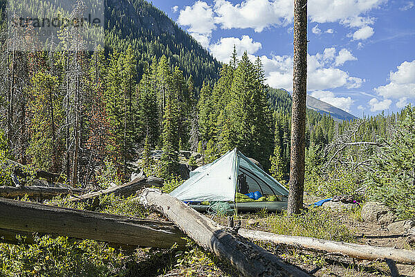 Camping inmitten einer ruhigen Nadelwaldlandschaft in Colorado