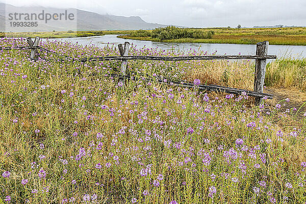 Rosa Wildblumen und Holzzaun am Fluss