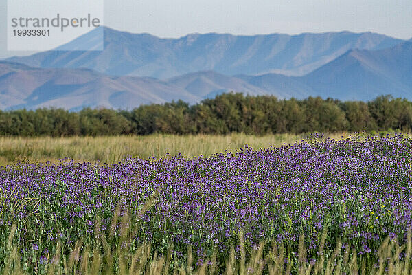 USA  Idaho  Bellevue  Blühende Wiese am Fuße der Berge am Sommermorgen