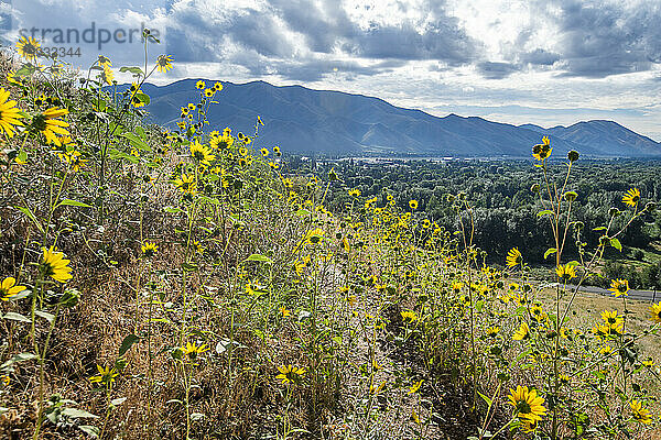 USA  Idaho  Hailey  Gelbe Wildblumen in der Morgensonne im Sommer