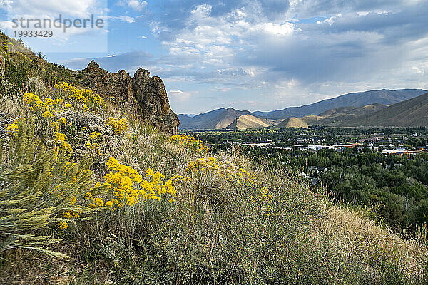 USA  Idaho  Hailey  gelbe Wildblumen entlang des Carbonate Mountain Trail