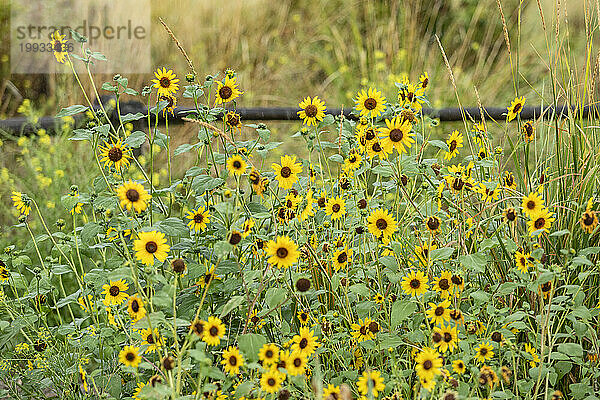 Nahaufnahme blühender gelber Wildblumen