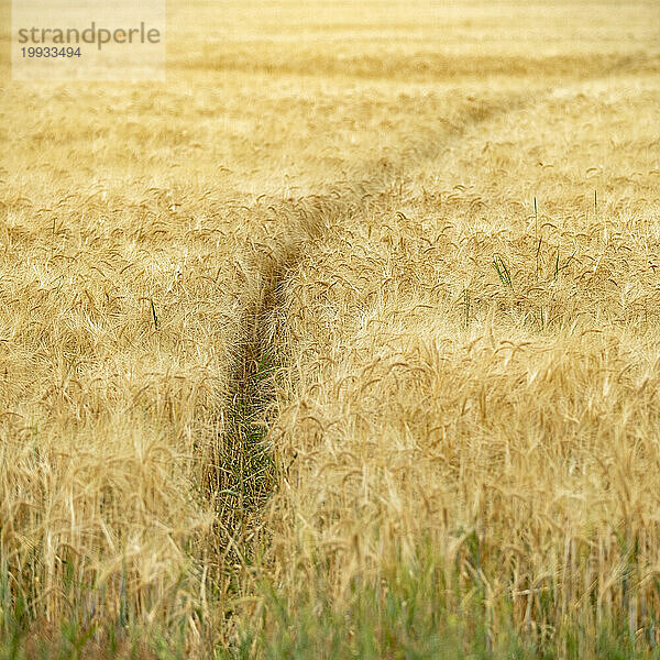 Tierpfad im Getreidefeld