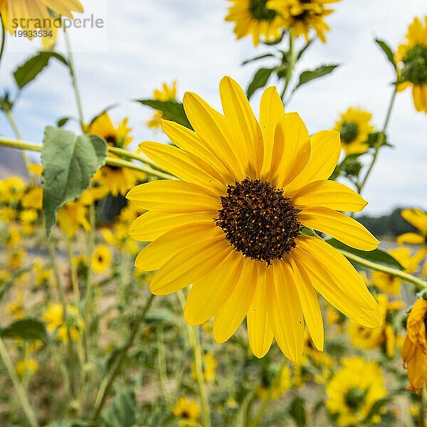 Büschel Sonnenblumen blühen an einem Sommertag