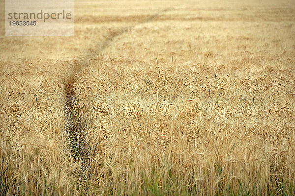 Tierpfad im Getreidefeld