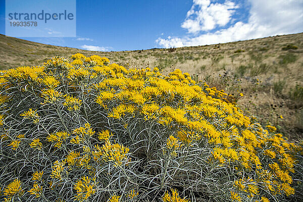 USA  Idaho  Hailey  gelbe Wildblumen entlang des Carbonate Mountain Trail